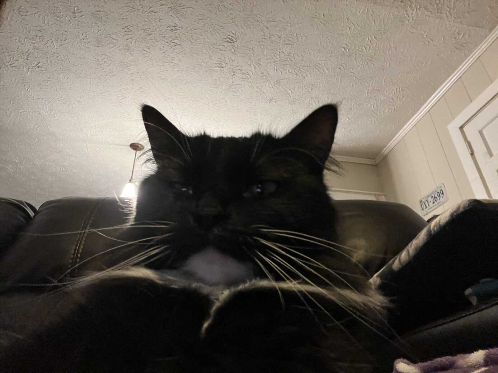 Sweet, Lazy Female Cat Needs a Home image 6