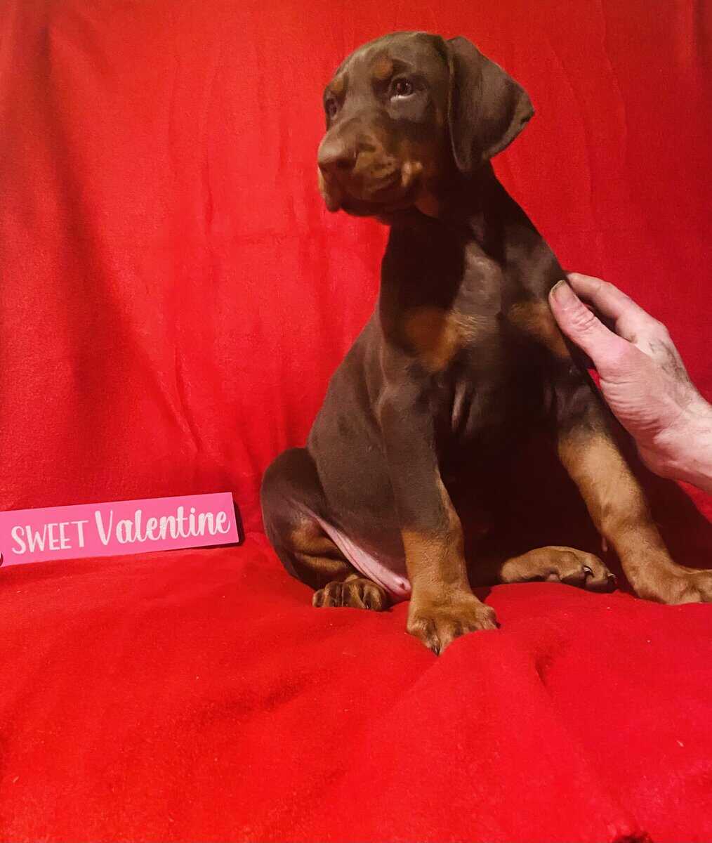Doberman puppies image 1