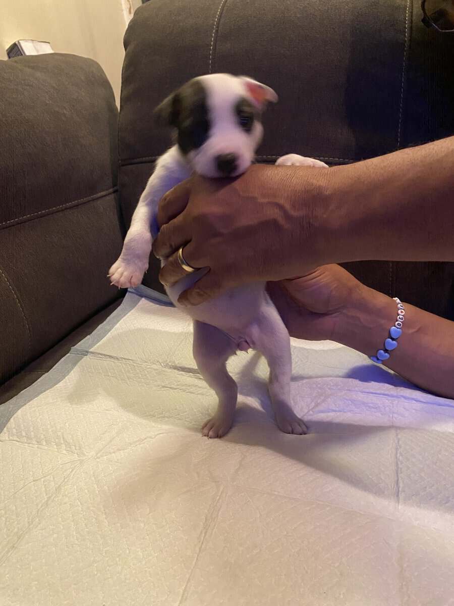 Bully mix image 9