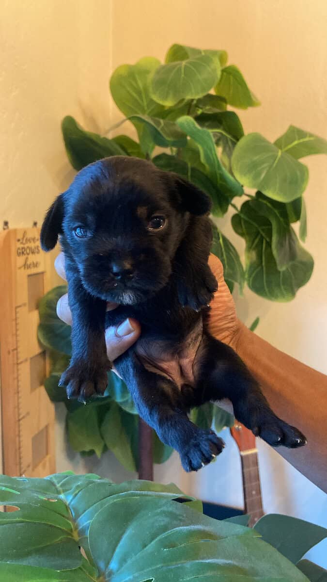 Puppies for Sale image 5