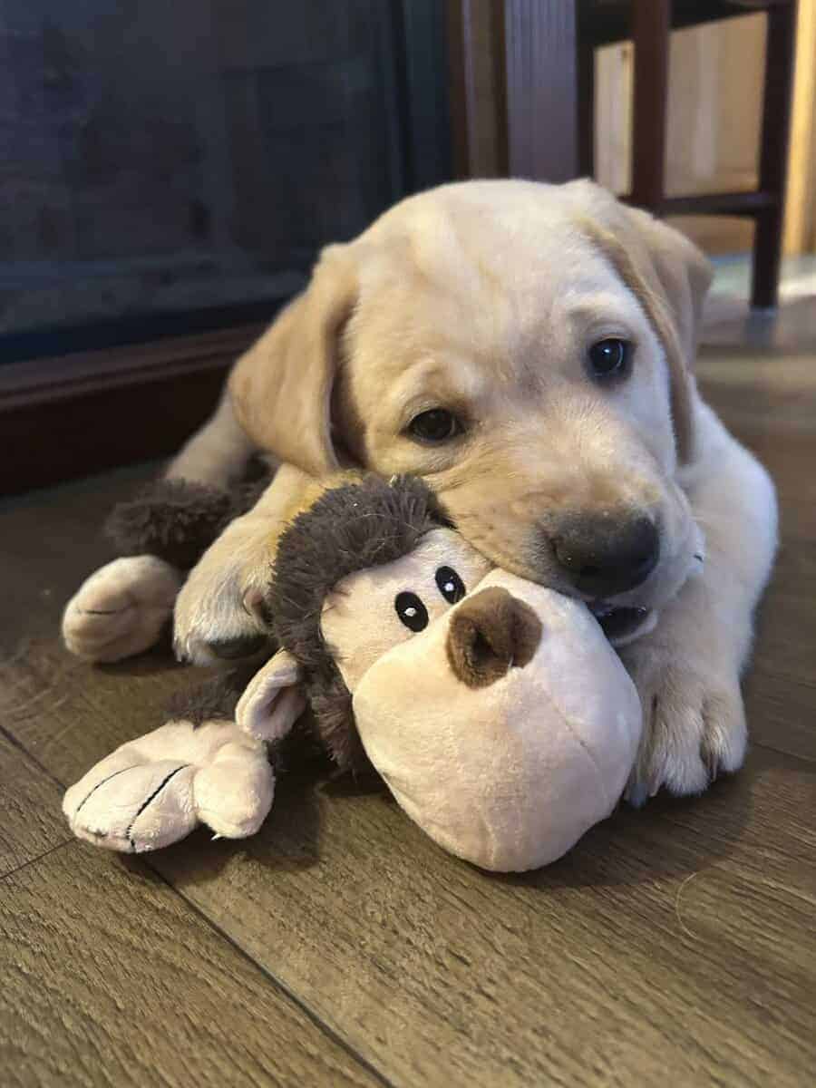 AKC Labrador Retriever Pups image 4