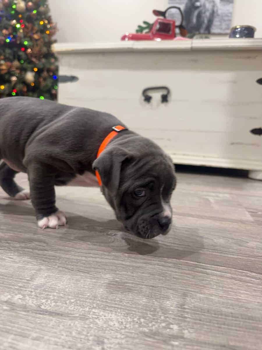 American pocket bully image 3