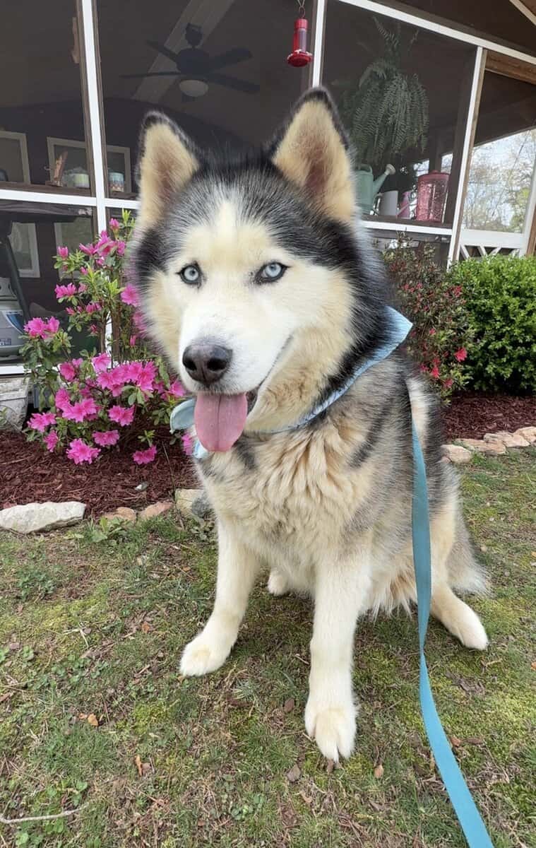 Looking to Rehome a 7-year old Male Husky image 1