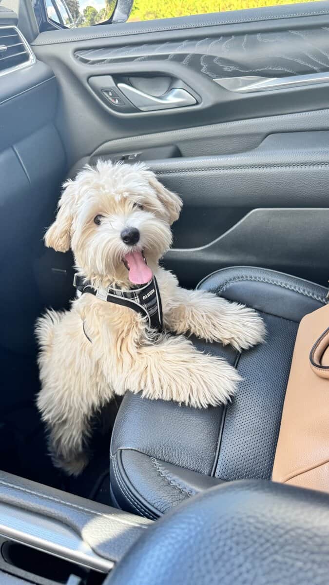 Milo a 8 mo. old male Maltipoo image 3