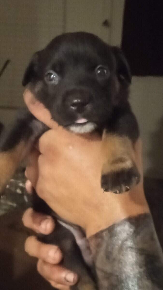 Cane Corso/ pug mix puppies image 6