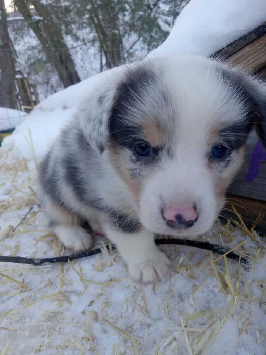 Corgi puppy for Christmas image 2