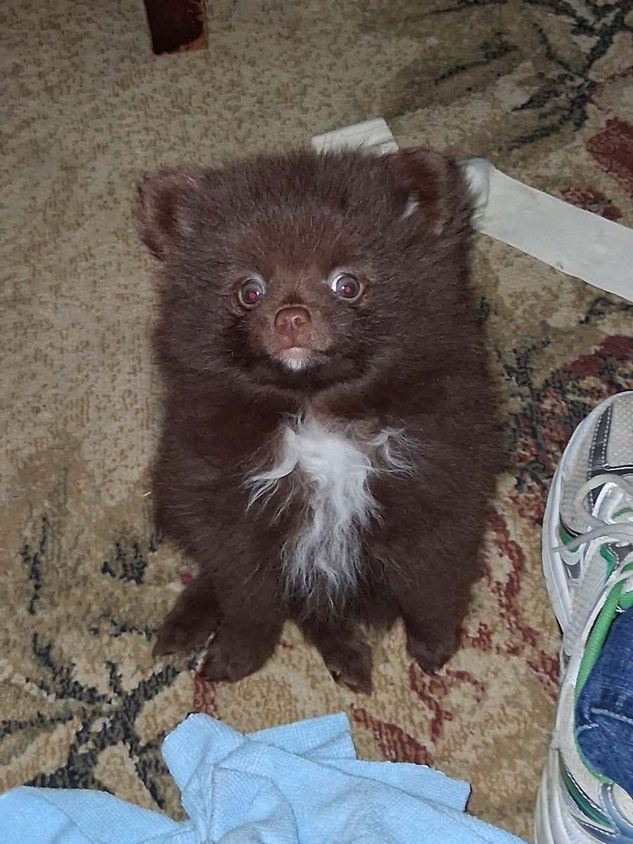 Pomeranian puppy image 1