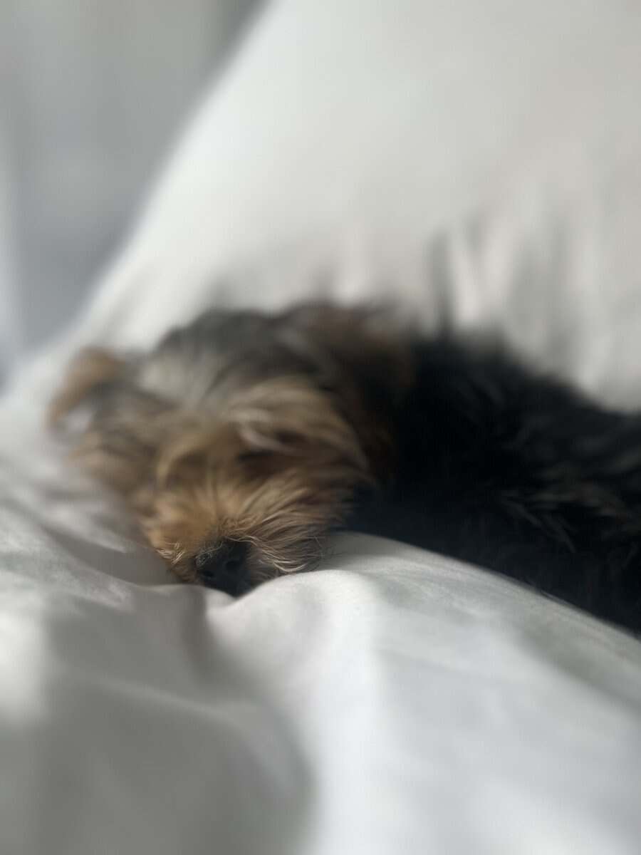 🐾 Meet Nani image 4