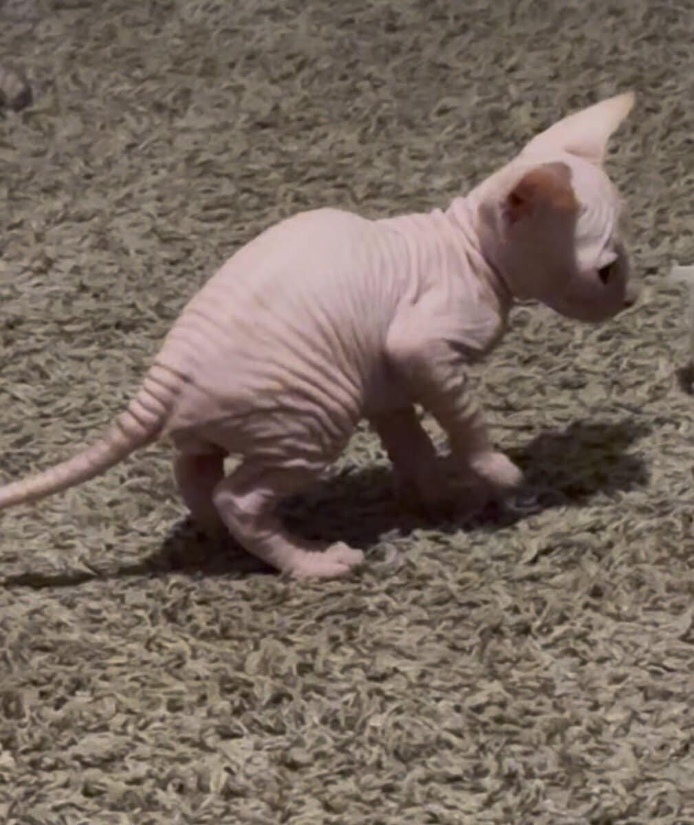 Sphynx kittens (Hairless) image 9