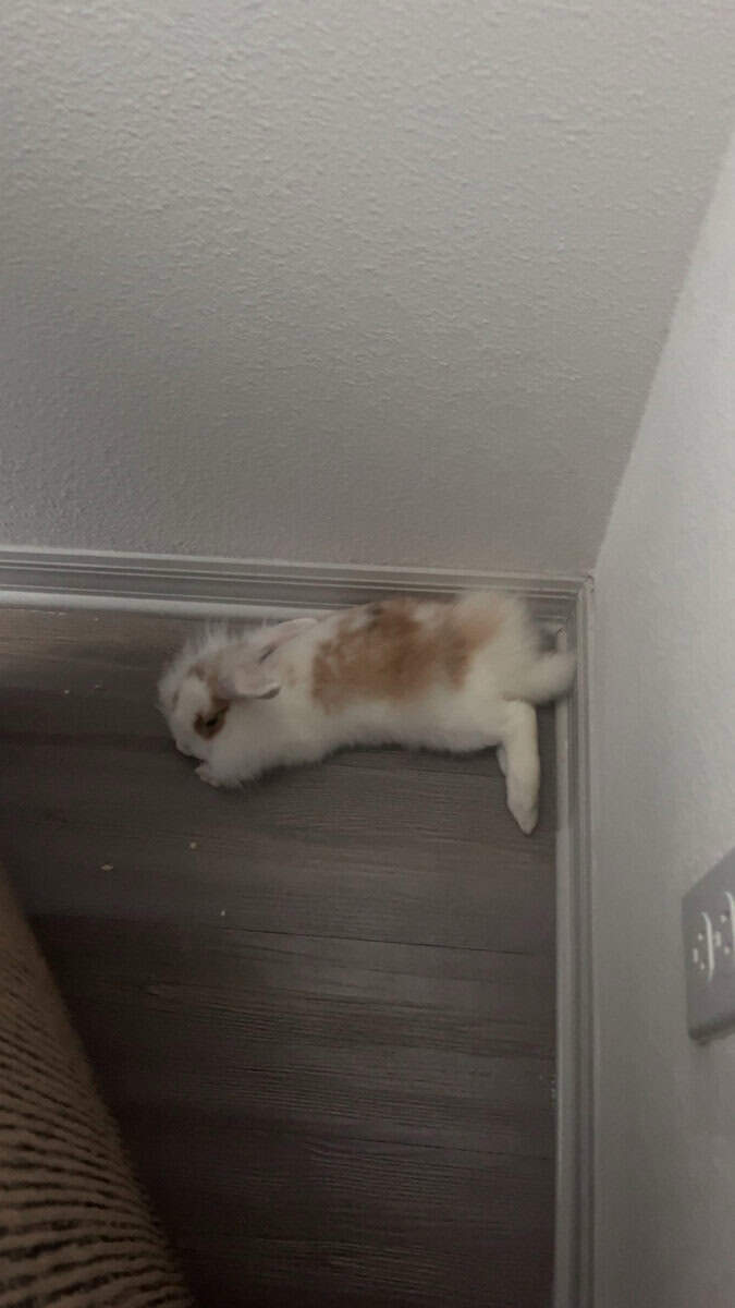 Bunny!! image 1