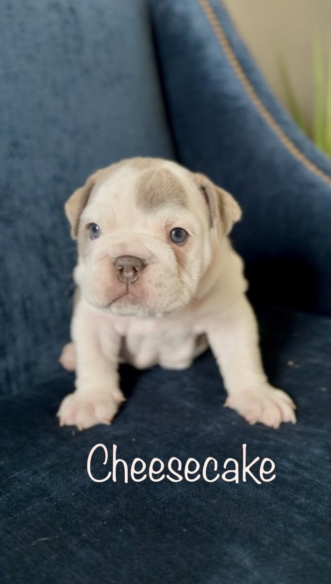 English Bulldog Puppies image 1
