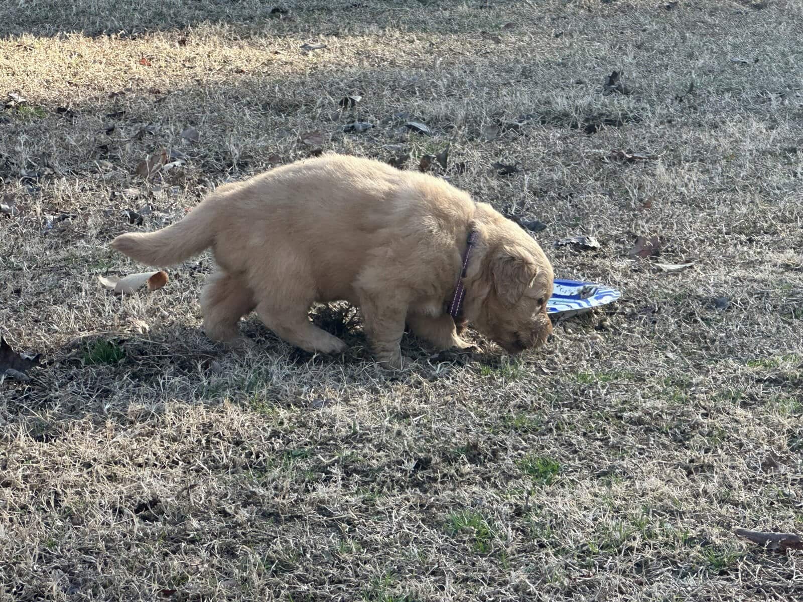 AKC Golden Retriever pups image 10