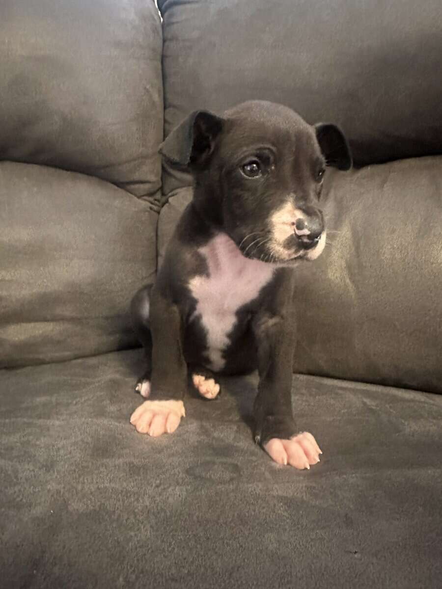 Great Dane Puppies image 7