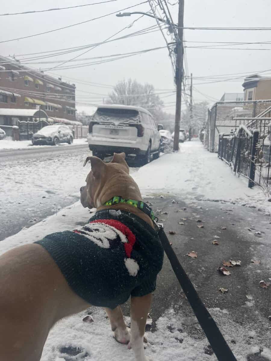 9 Month old Puppy image 3