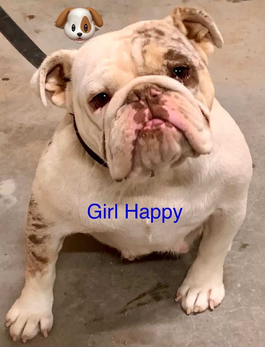 English bulldog puppies image 1