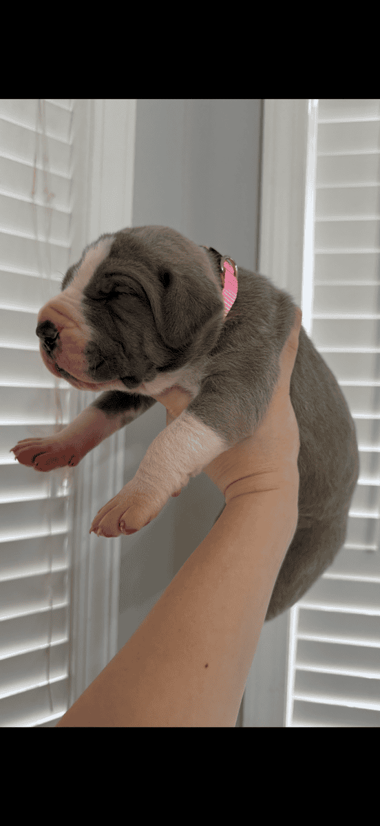 Great Dane European puppies image 3