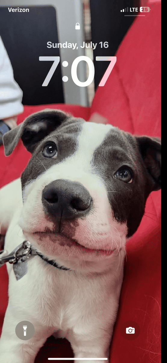 Great dog looking for good home image 3