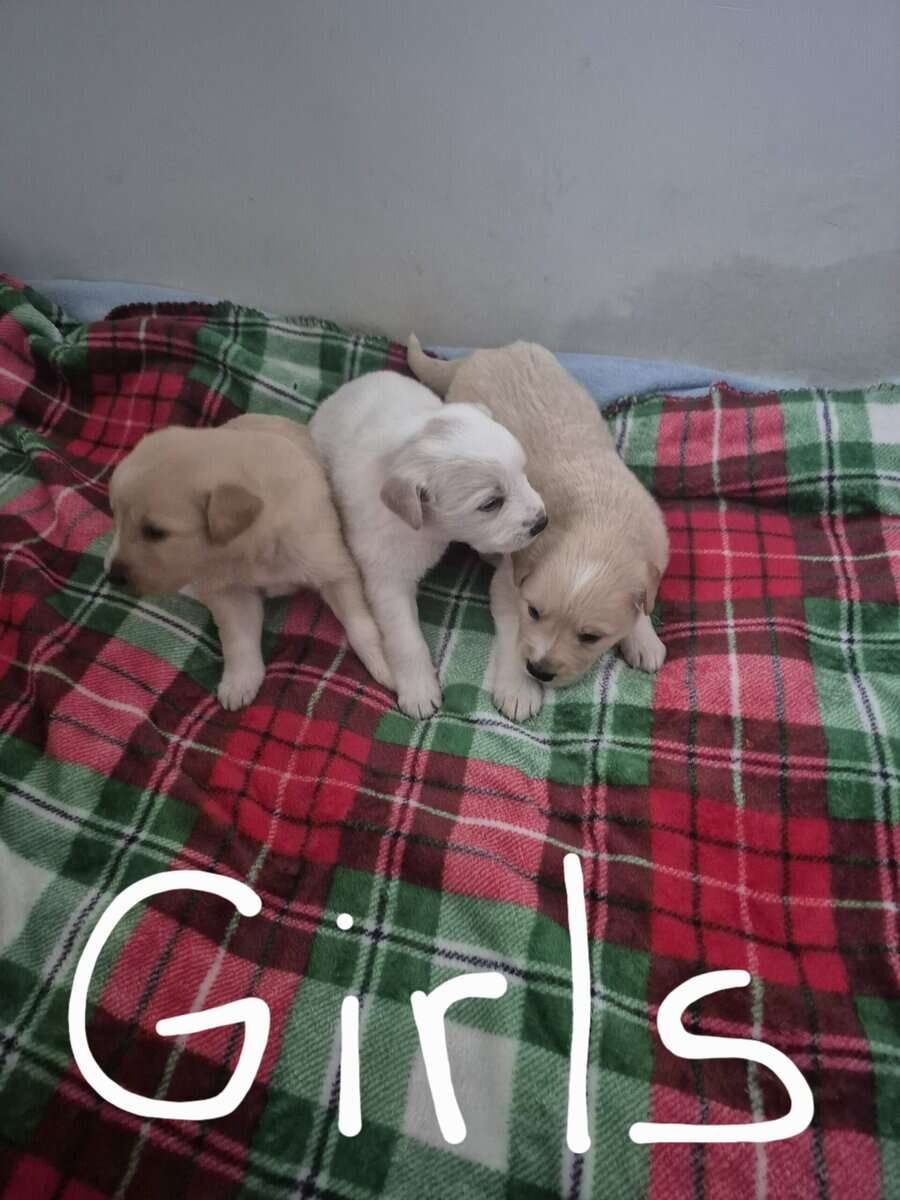 Golden Retriever/Great Pyrenees mix puppies for sa image 1