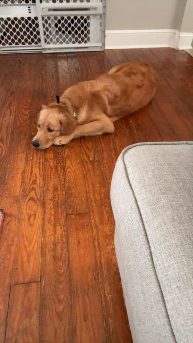 The Perfect Golden Retriever image 4