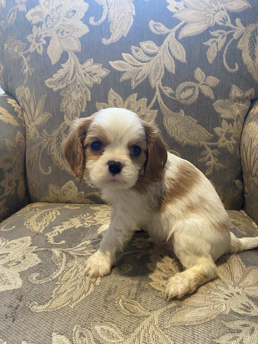 Caviler King Charles spaniel image 1