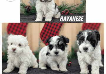 4 AKC HAVANESE PUPS