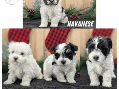 4 AKC HAVANESE PUPS