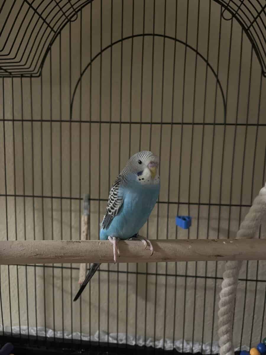 Parakeets For Sale 30 a Piece image 2