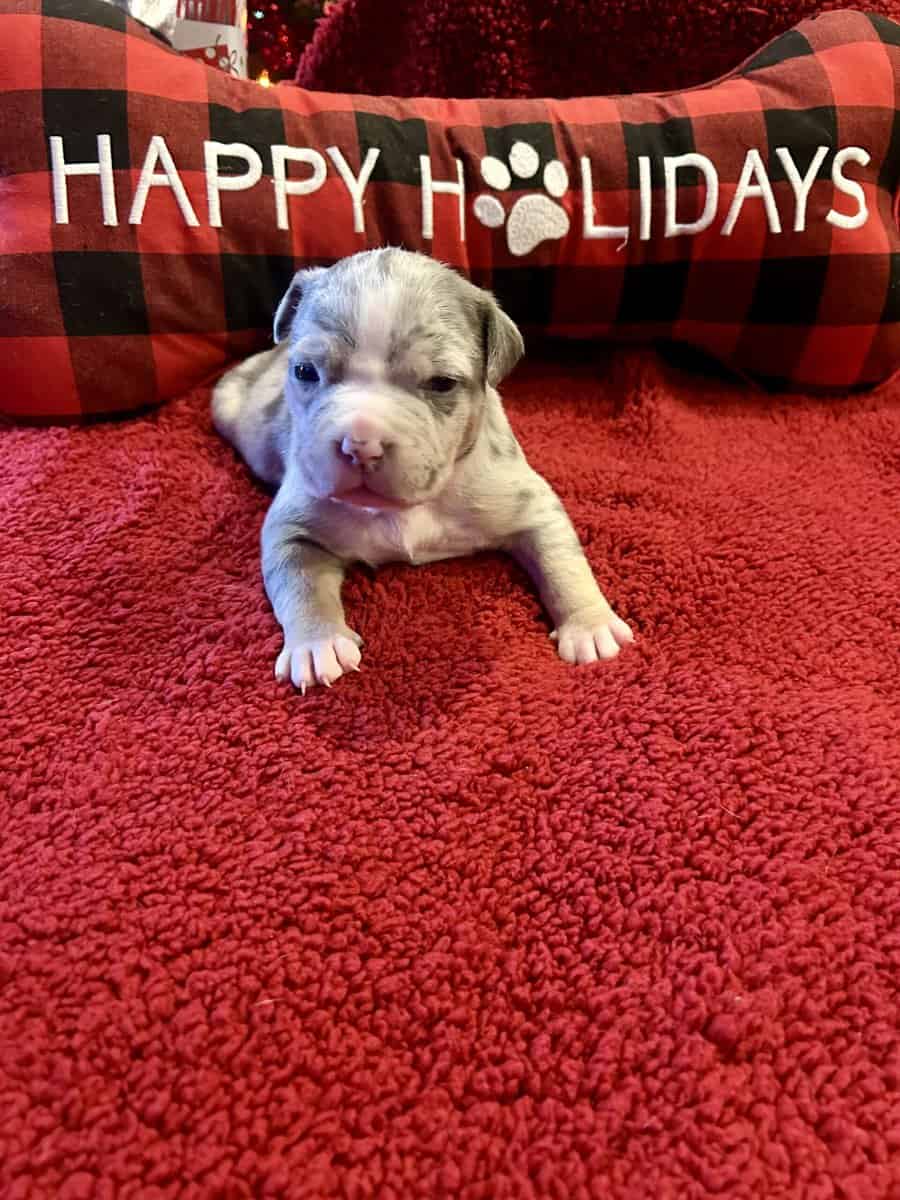 American Bully Puppies For Sale image 6