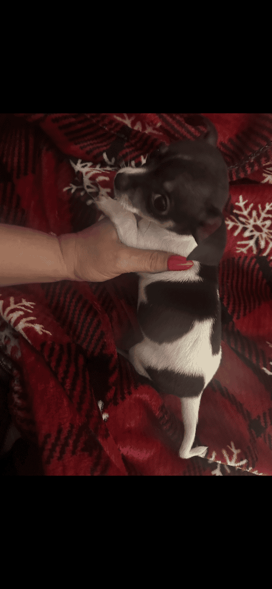 Chihuahua pups ready to be rehomed image 1