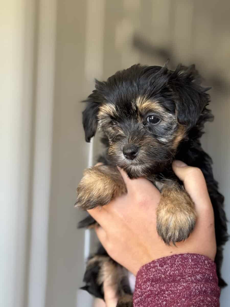 Morkie puppies image 3