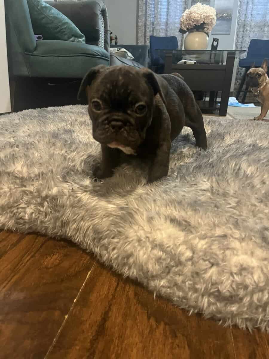 Frenchie image 7
