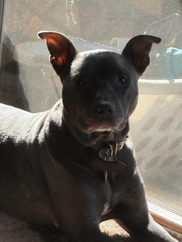 Rare Breed/Chi Staffy Bull pups /Designer Pups image 4