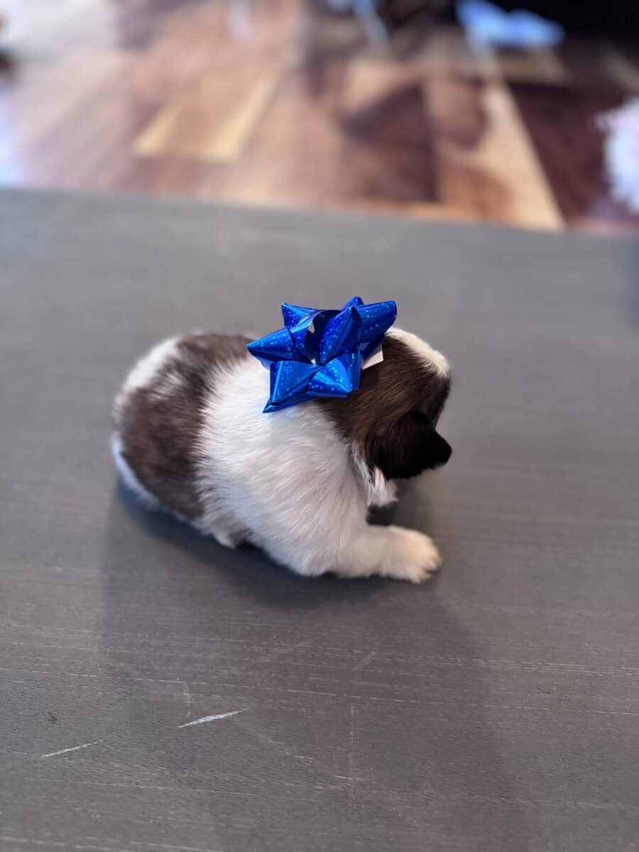 • “Adorable AKC Shih Tzu Puppies Ready for Their N image 6