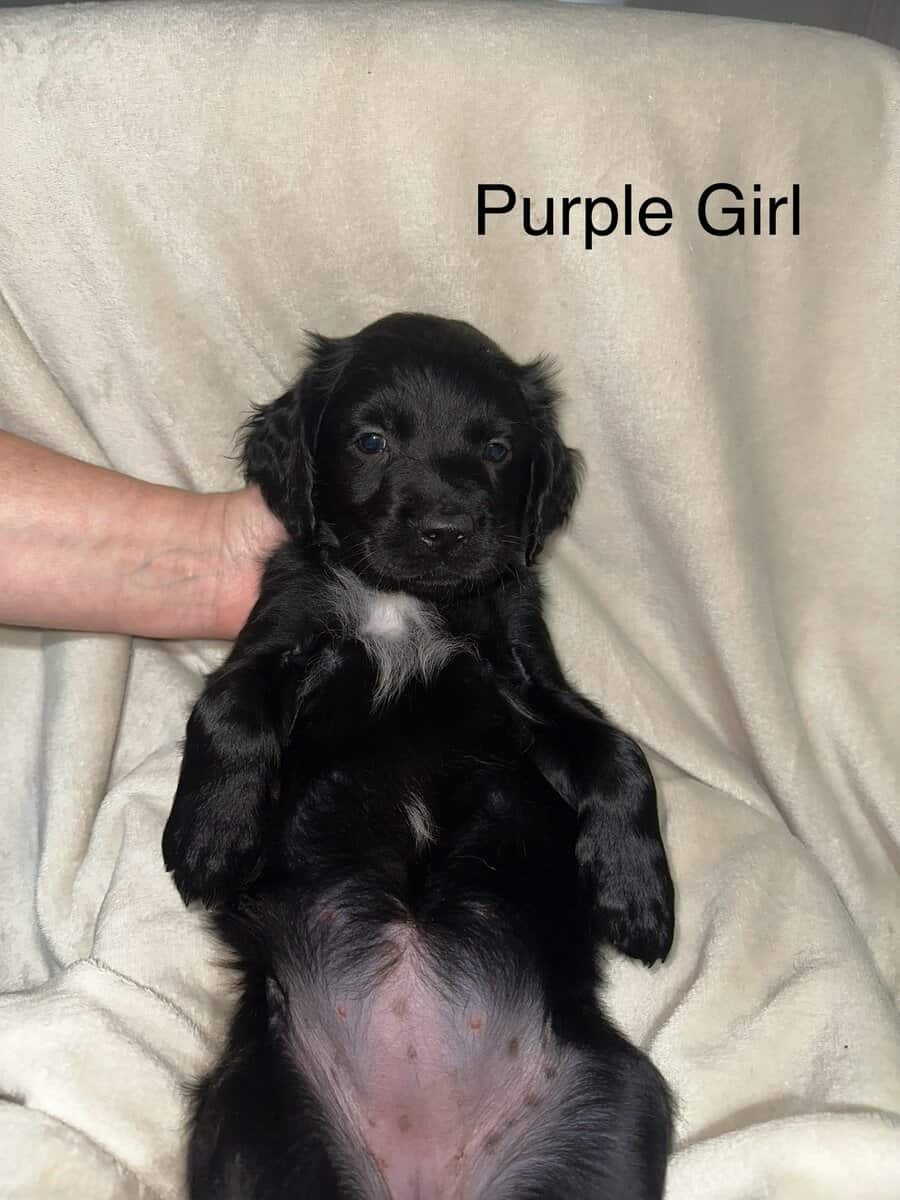 Goldador puppy image 3