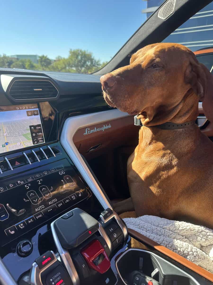 Vizsla 5 year old male image 1