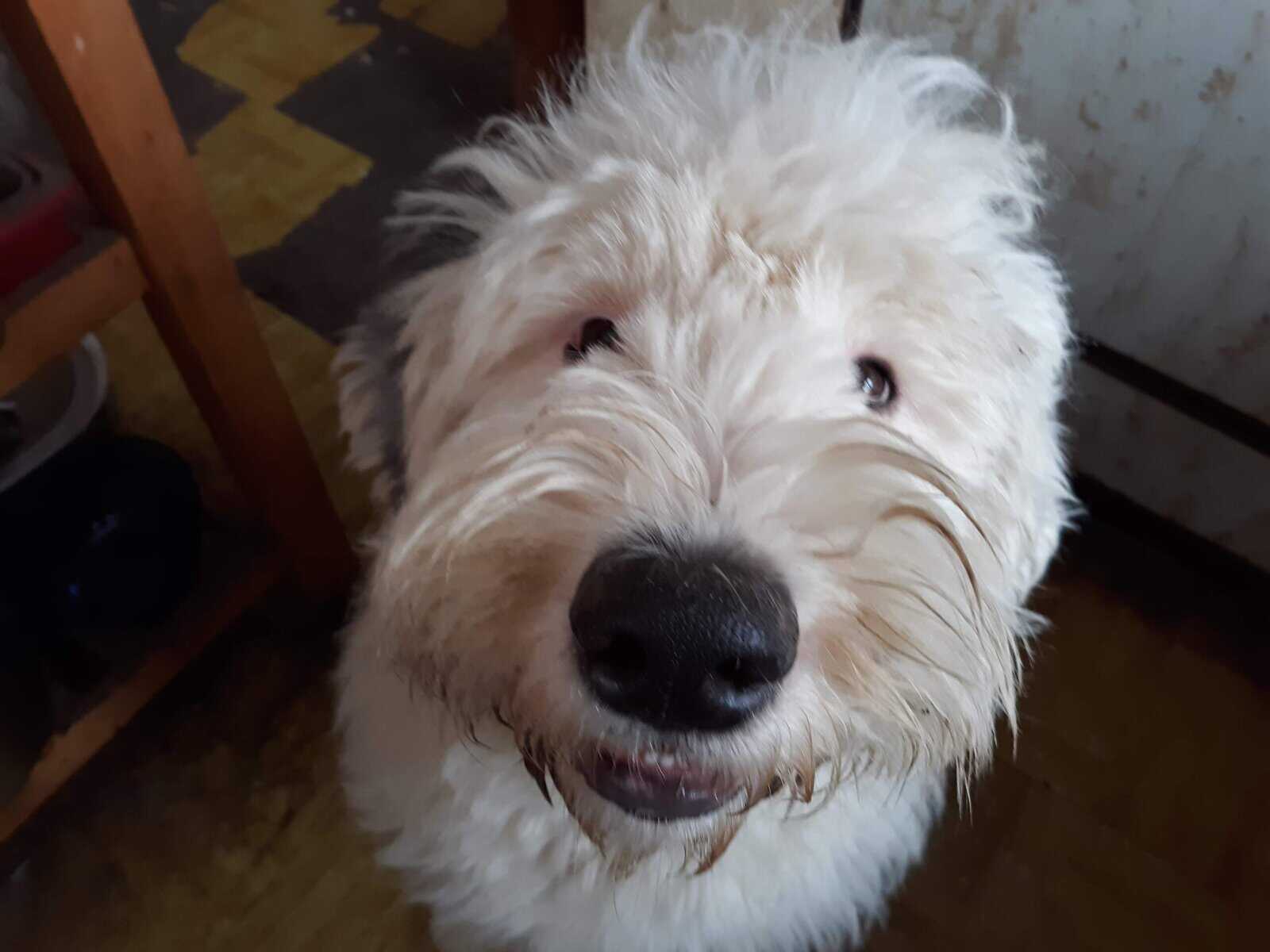 Looking for a standard poodle image 1
