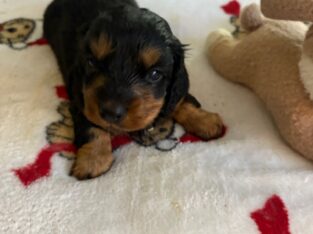 CKC Reg. Black and Tan Long Haired Dachshund LILLY