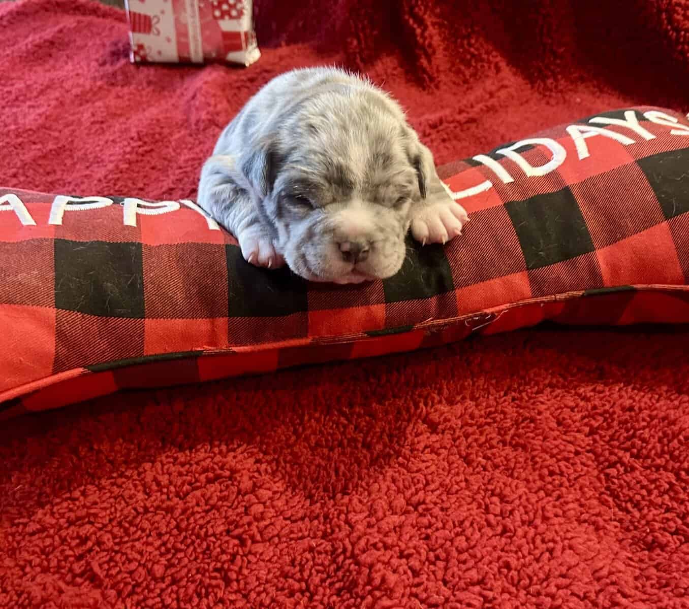 American Bully Puppies For Sale image 7