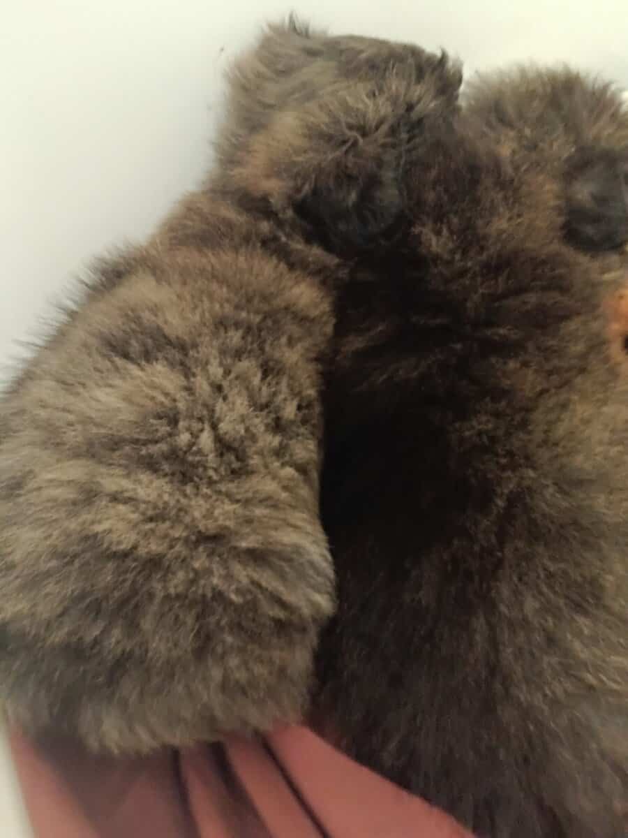 Porkies (pomeranian and Yorkie) image 2