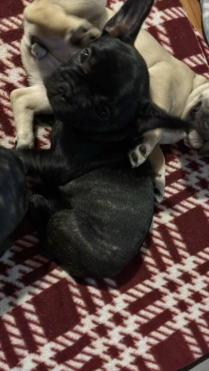 Frenchie girls looking for their home! image 4
