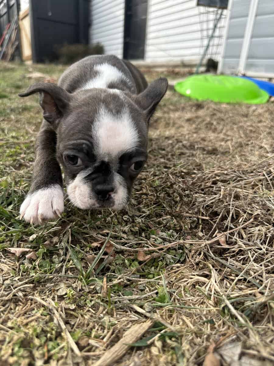 Boston terrier pups image 13