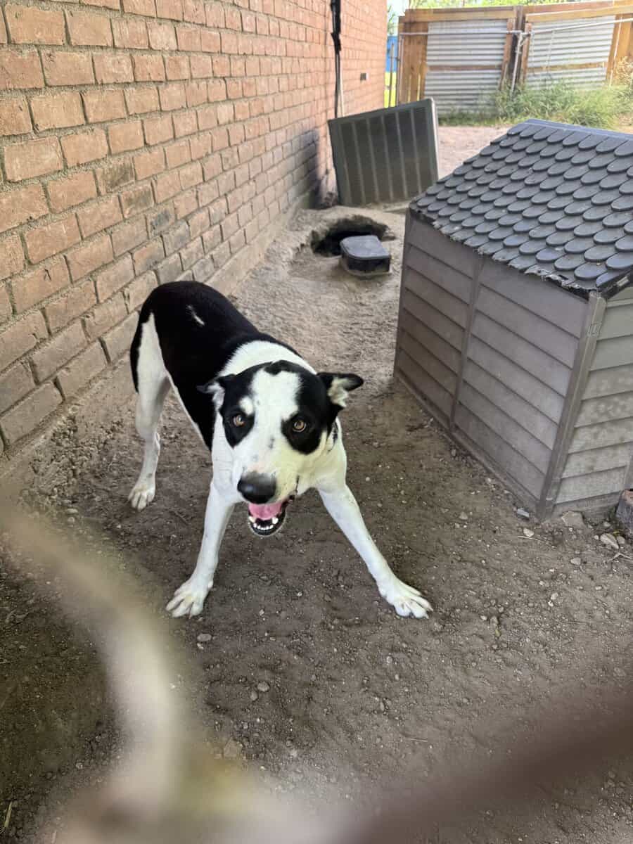Playful Dog image 3