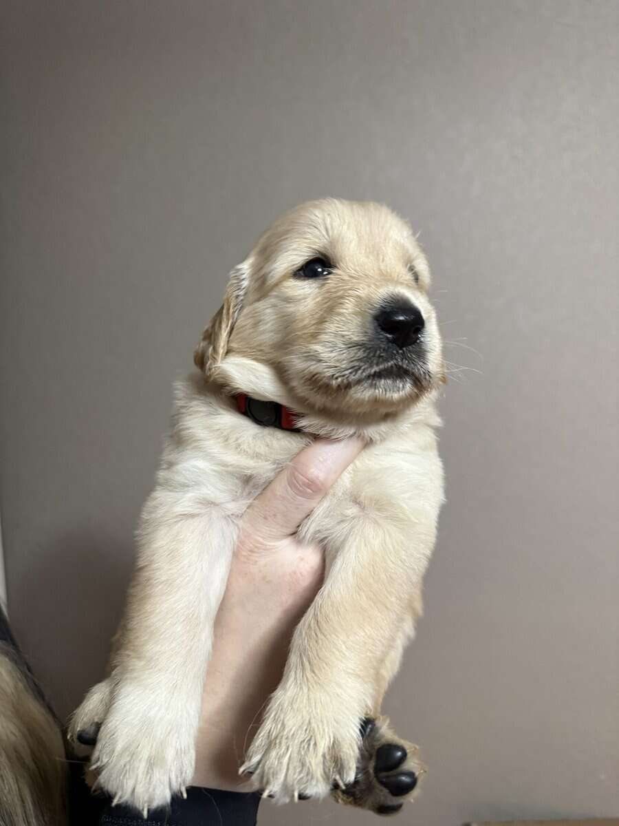 Pure breed Golden Retrievers image 6