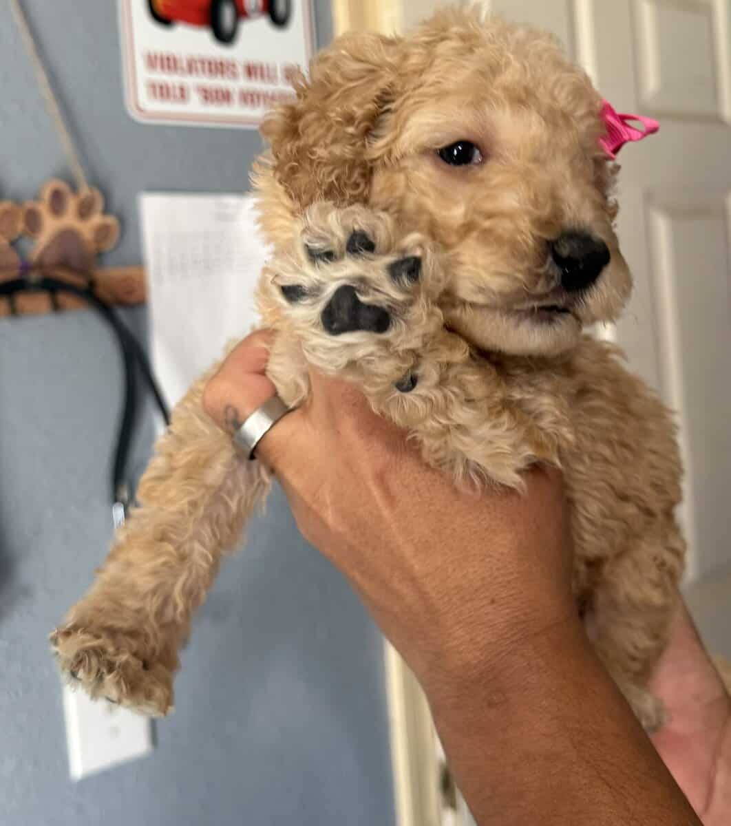 Goldendoodle image 4