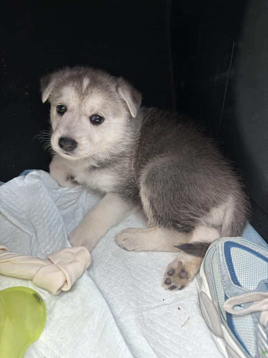 Husky image 2