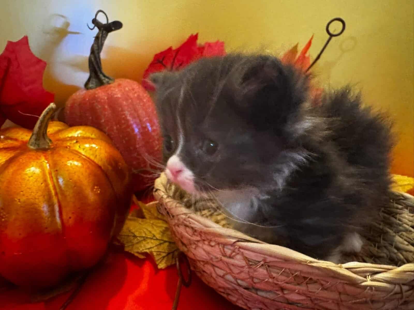 Tuxedo male standard Munchkin image 2