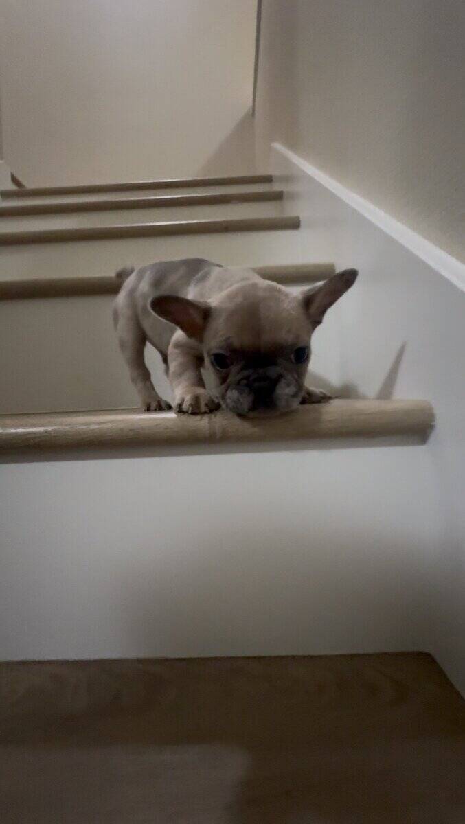 French Bulldog Puppies image 5