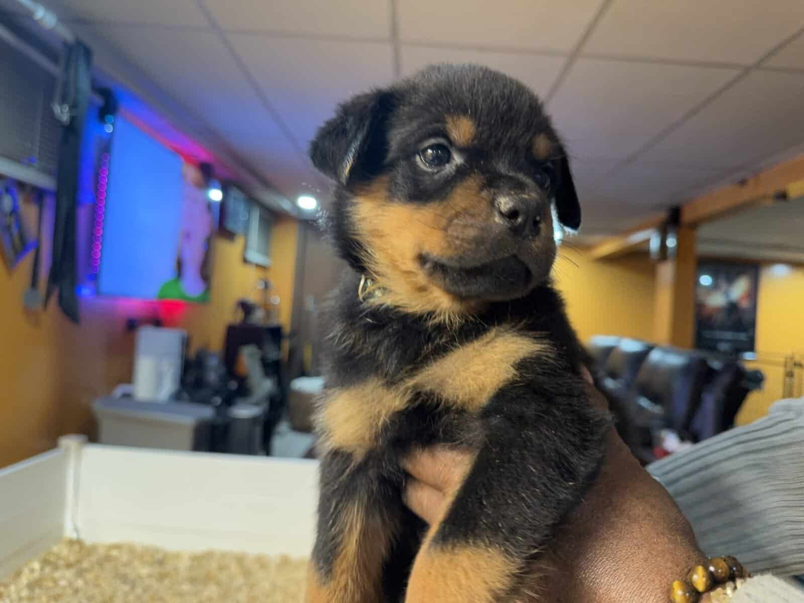 Rottweiler puppy image 1