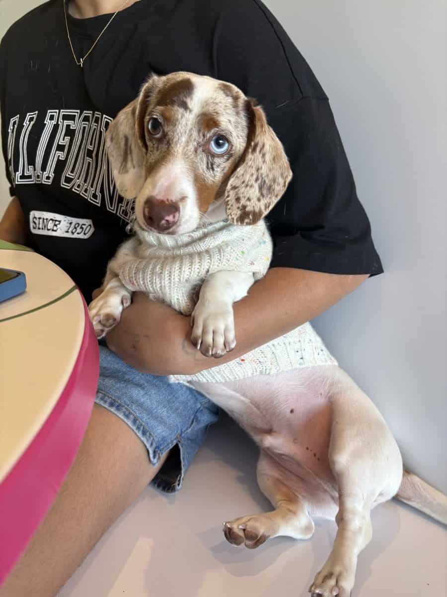 Loving Dachshund Woody image 3