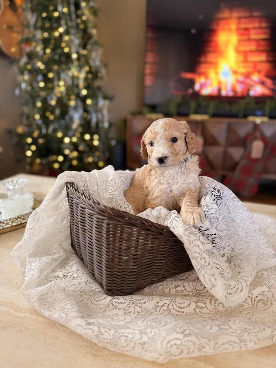 Standard Poodle puppies image 3